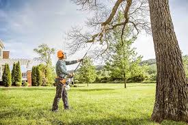 Best Tree Disease Treatment  in Cape Carteret, NC