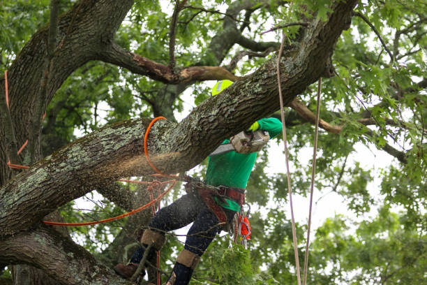 Best Tree Mulching  in Cape Carteret, NC