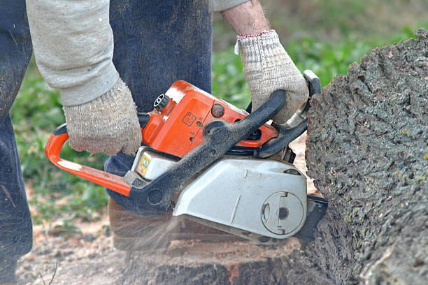 Best Stump Grinding and Removal  in Cape Carteret, NC